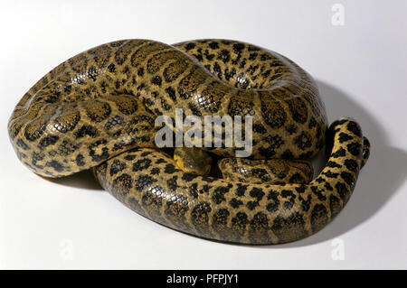 Paraguaiane anaconda, giallo Anaconda (Eunectes notaeus) Foto Stock