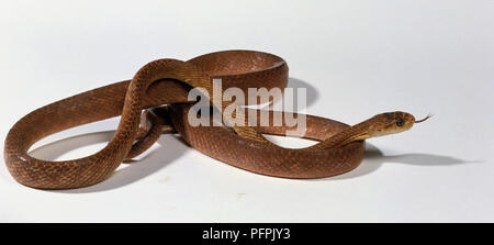 Brown tree snake (Boiga irregularis) Foto Stock