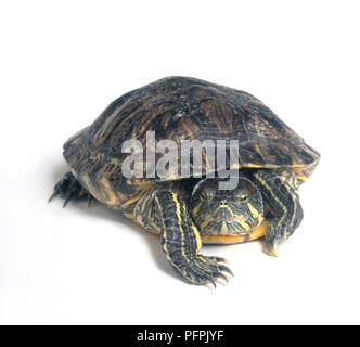 Tartaruga dalle orecchie rosse (Trachemys scripta elegans), vista frontale Foto Stock