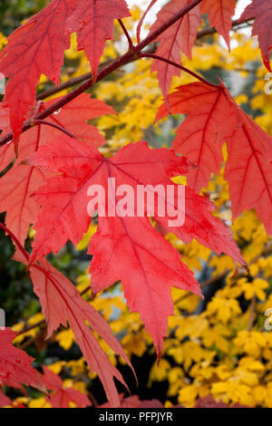 Acer x freemanii Autumn Blaze ("Jeffersred'), rosso Foglie di autunno Foto Stock
