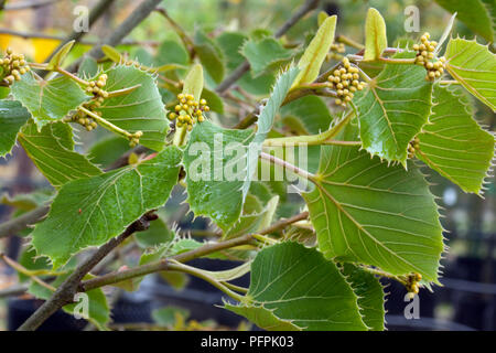 Tilia henryana (Henry's lime), bacche e foglie sul ramo, close-up Foto Stock