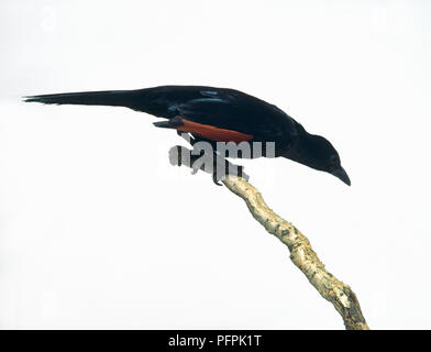 Red-Winged maschio (Starling Onychognathus morio) appollaiate su di un lato del lichen coperto rock Foto Stock