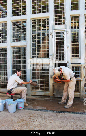 California Di San Diego Zoo Enclosure Di Elefante Foto Stock Alamy