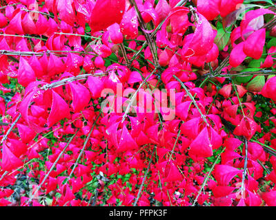 Un rosa luminoso Autunno a colori di un roveto ardente impianto o Euonymus alatus. Un naturale motivo floreale / background Foto Stock