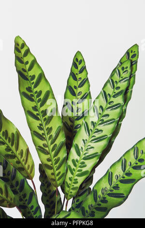 Calathea Insignis impianto close-up Foto Stock