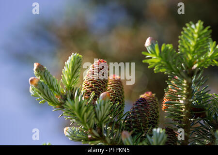 Pino succursale con coni, Pinus cembra, Eifel Highlands, Germania diversi pino rocche sul ramo Foto Stock