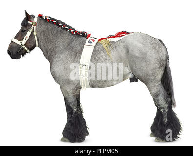 Progetto olandese cavallo che indossa una briglia, il sottopancia e intrecciati mane Foto Stock