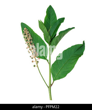 Phytolacca americana (American pokeweed), la fruttificazione peduncolo verde con i frutti acerbi e levetta con fiori in racemi e foglie Foto Stock