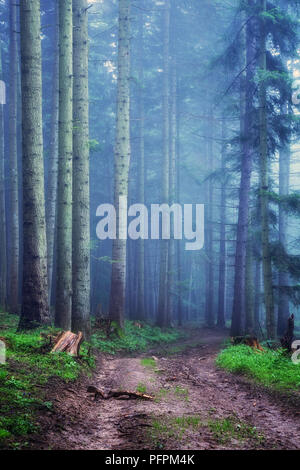 Il percorso che conduce in una selvaggia foresta di nebbia nei Carpazi in Transilvania Foto Stock