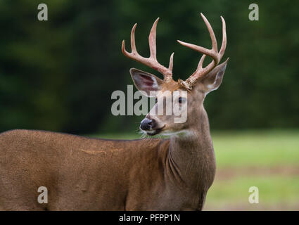 Culbianco deer buck in piedi in un campo aperto. Foto Stock