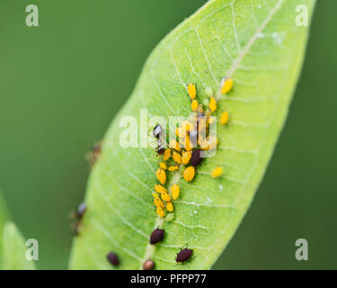 Afidi (superfamiglia Aphidoidea) alimentazione sulla linfa di piante e secernono una sostanza zuccherina chiamato melata. Latte di formiche afidi per questa resina appiccicosa. Foto Stock