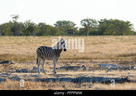 Uno burchells Zebra back lit in golden luce della sera in piedi su erba gialla con alberi verdi in background, il Parco Nazionale di Etosha, Namibia Foto Stock