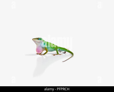 Carolina maschio Anole (Anolis carolinensis), noto anche come verde Anole lizard, mostrando giogaia rosa Foto Stock