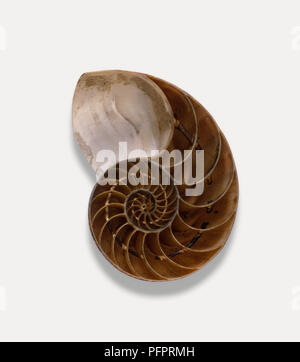 Nautilus shell, Sezione trasversale Foto Stock