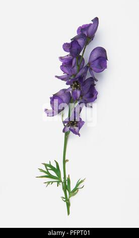 Aconitum napellus (del fratello cofano), fiori viola in terminale racemo sullo stelo con piccole foglie verdi Foto Stock