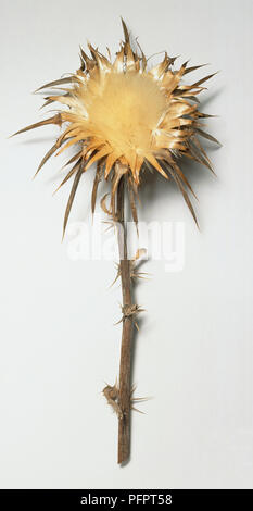 Silybum marianum, morto cardo, con morti crema gialla fiore testa sulla levetta. Foto Stock