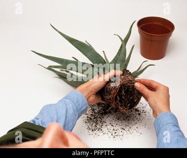 Persona teasing radici fuori dall'Aloe arborescens (Krantz aloe) Foto Stock