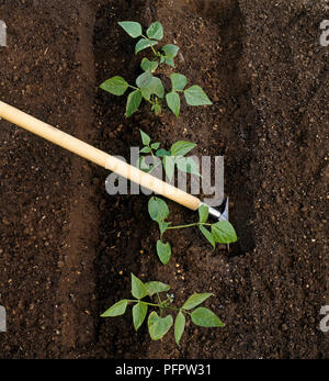Il sollevamento di auto-scottare il sedano piante usando un lungo-maneggiato forcella Foto Stock