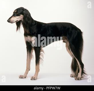 Saluki (Levriero Persiano) in piedi, vista laterale Foto Stock