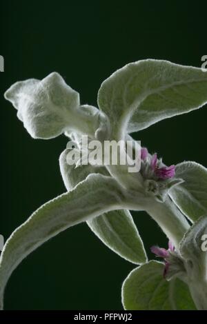 Styachys byzantina (Stachys) gambo con foglie e piccoli fiori viola, close-up Foto Stock