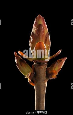 Bud emergenti di Fagus sylvatica (faggio), close-up Foto Stock