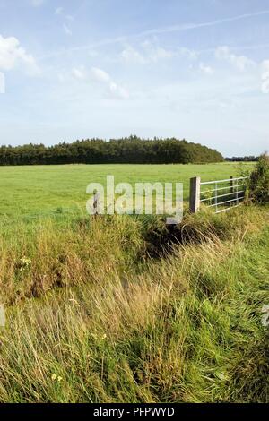Germania, Bassa Sassonia (Niedersachsen) stato, Ostfriesland (Frisia orientale) regione, paesaggio rurale vicino a Jever Foto Stock