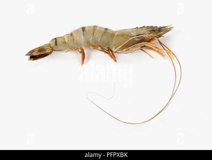 Tigre gigantesca boreale (Penaeus monodon) Foto Stock