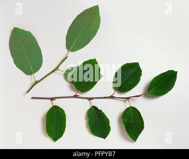 Amelanchier arborea (serviceberry lanuginosa), la succursale o la punta dello stelo portante foglie alternativi, mostrando anche piccole gemme in leaf axils Foto Stock