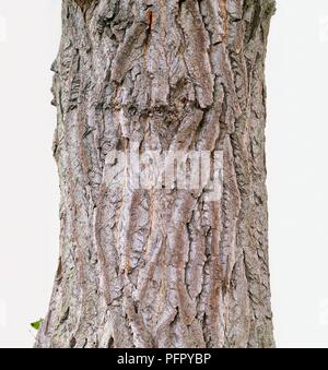 Corteccia di Populus x canadensis 'Marilandica', close-up Foto Stock