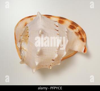 Casco cornuta (Cassis cornuta) shell Foto Stock
