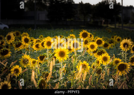 Bella girasoli in una fattoria Foto Stock