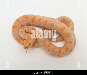 Albino birmano (Python Python molurus bivittatus) avvolto a spirale Foto Stock