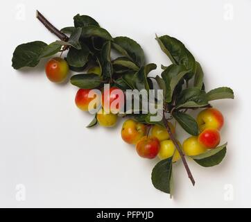 Malus 'Butterball' (Crabapple ibrido) di rosso e di giallo frutti di bosco con foglie verdi sul taglio dello stelo Foto Stock