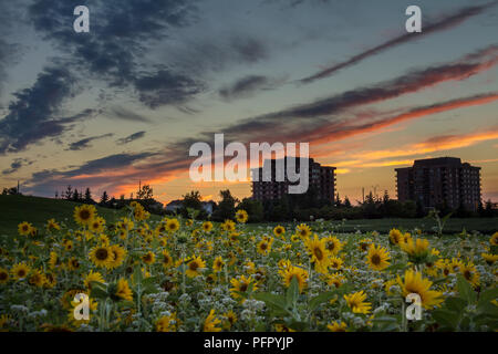 Bel tramonto su campi di girasoli con cielo arancione Foto Stock