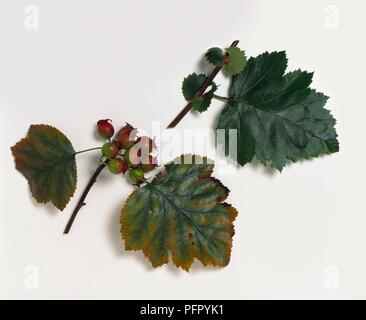 Crataegus mollis (rosso haw) steli con foglie e frutti Foto Stock