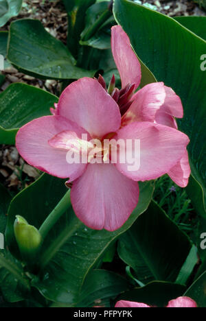 Foglie e fiori di colore rosa di canna "tropicali Rose' (Canna lily), close-up Foto Stock