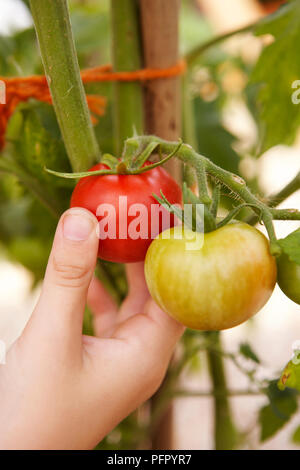 Hand picking red ripe tomato, next to unripe tomato, close-up Foto Stock