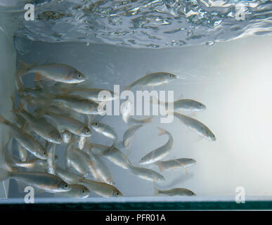 Secca di comune dace (Leuciscus leuciscus) nel serbatoio Foto Stock