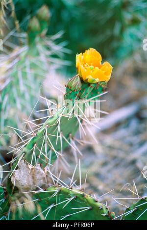L' Opuntia sp. (Ficodindia cactus), close-up sul fiore giallo Foto Stock