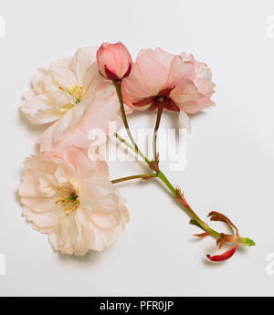 Prunus 'Shirofugen' (Giapponese fioritura ciliegio), fiore rosa Foto Stock