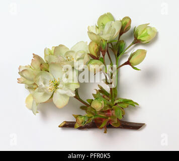 Prunus 'Ukon' (Giapponese fioritura ciliegio), Blossom Foto Stock