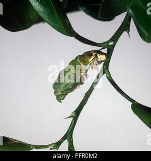 A coda di rondine di agrumi (Papilio demodocus), Caterpillar sul gambo di pianta Foto Stock