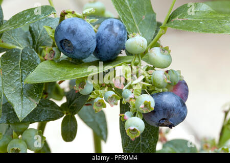 Cluster di mature e frutti immaturi Vaccinium corymbosum (mirtillo) frutta sullo stelo con foglie verdi, close-up Foto Stock