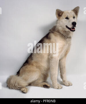 La Groenlandia cane (Gronlandshund), seduto Foto Stock