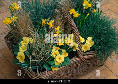 Festuca erbe primulas nana e narciso nel cesto di vimini sul patio Foto Stock