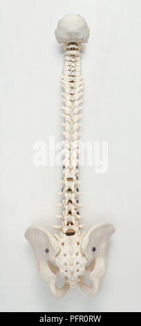 Vista posteriore della colonna vertebrale umana e del bacino Foto Stock
