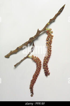 Populus nigra (pioppo nero), amenti Foto Stock