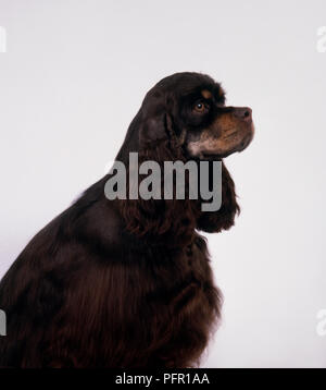 Nero e marrone American Cocker Spaniel con testa di profilo, seduta Foto Stock