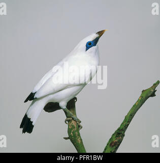 Bali Starling (Leucopsar rothschildi), noto anche come la Rothschild Mynah, appollaiate su un ramo che mostra piumaggio bianco, punta nera per le ali e la coda e blue eye patch Foto Stock