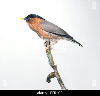 Brahminy Myna o Brahminy Starling (Sturnia pagodarum) appollaiate sul ramo di stretta, vista laterale Foto Stock